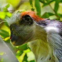 Zanzibar Red Colobus