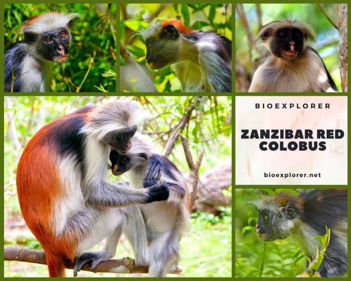 Zanzibar Red Colobus