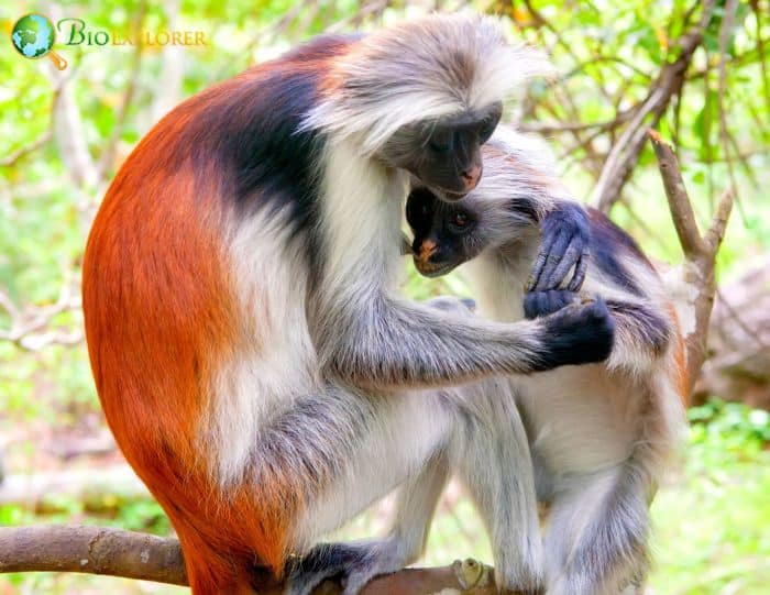 Zanzibar Red Colobus