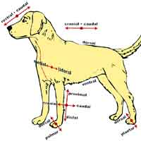 Zootomy (Animal Anatomy)