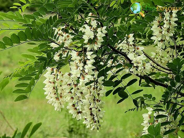 Acacia Flowers