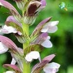 Acanthus Flower