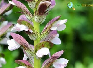 Acanthus Flower