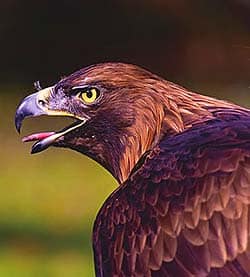 Adler Raptor (Birds of prey)