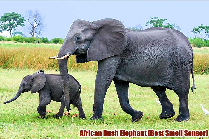 African Elephants (Sense of Smell)