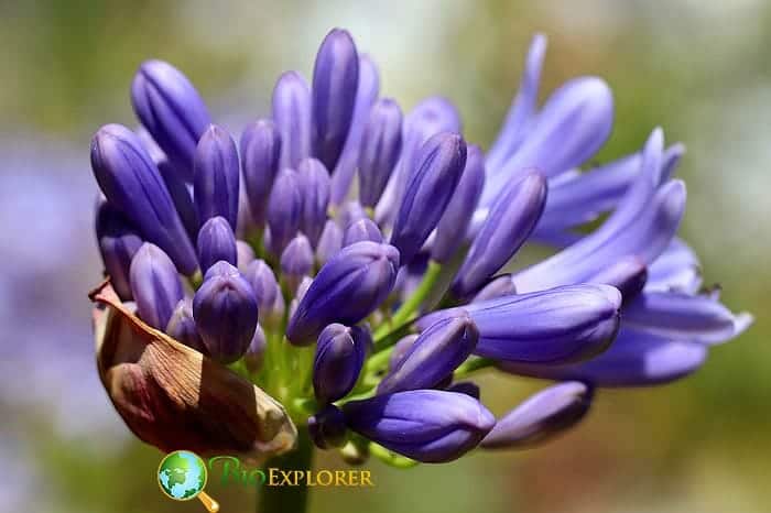 African Lily