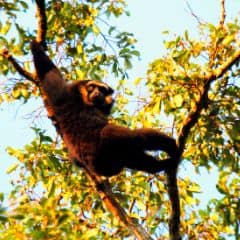 Agile Gibbon