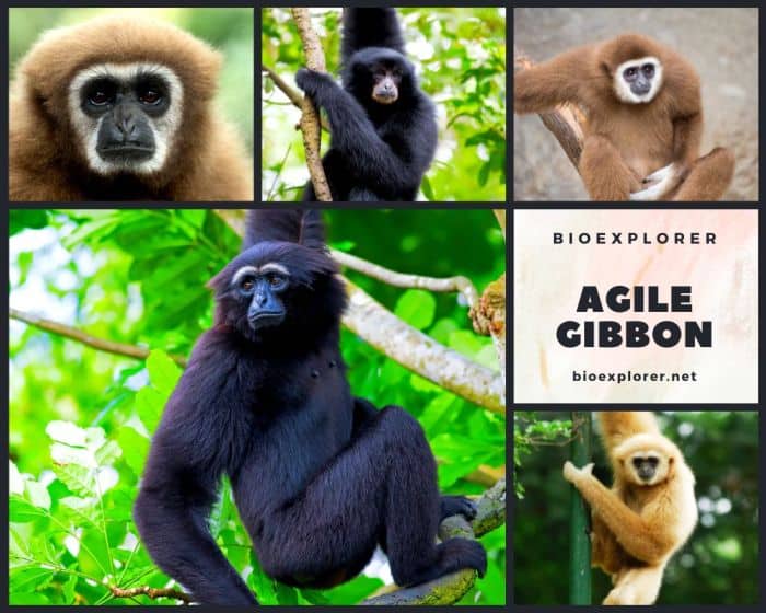 Agile Gibbon