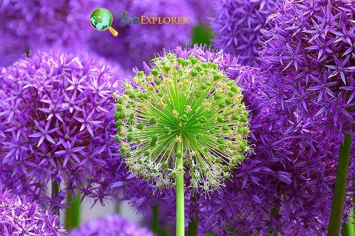 Allium (Brial Flower)