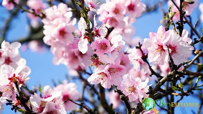 Almond Tree Flowers