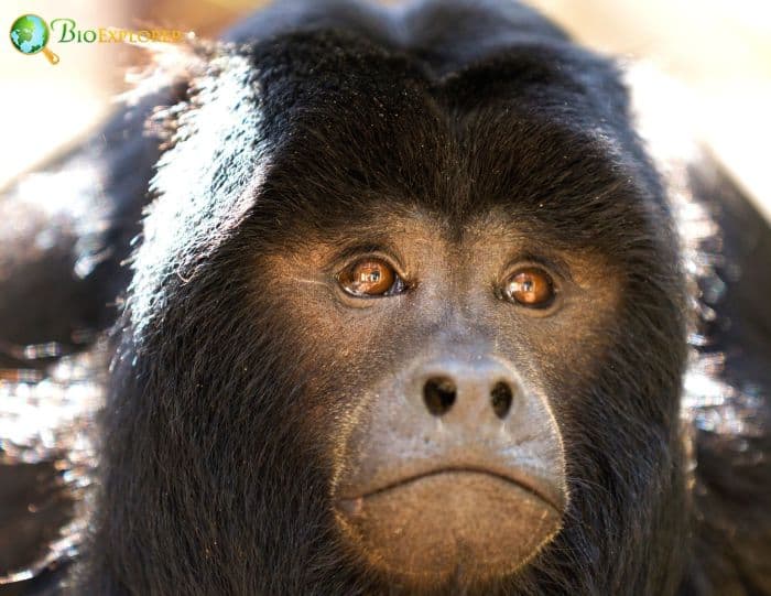 Alouatta Caraya