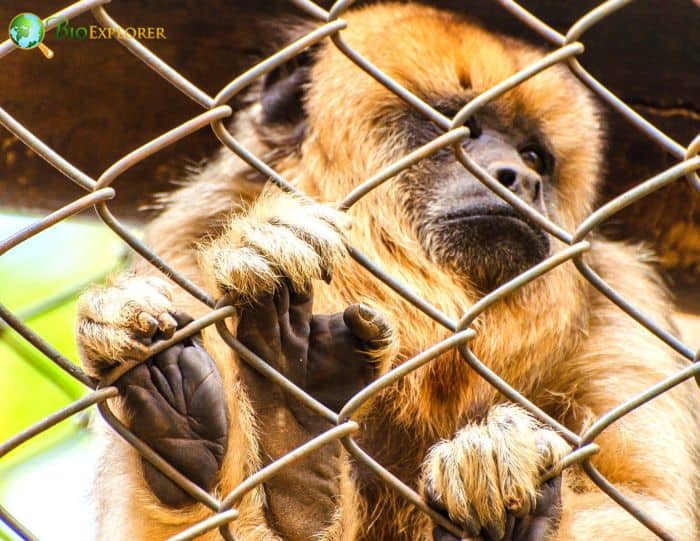 Alouatta Guariba