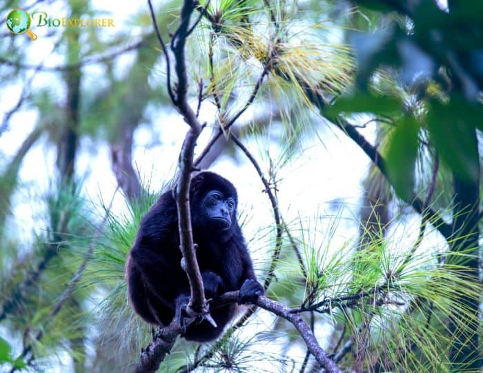 Alouatta Palliata