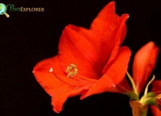 Amaryllis Flower