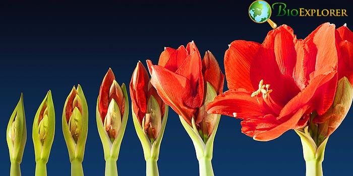 Amaryllis Flower Growing