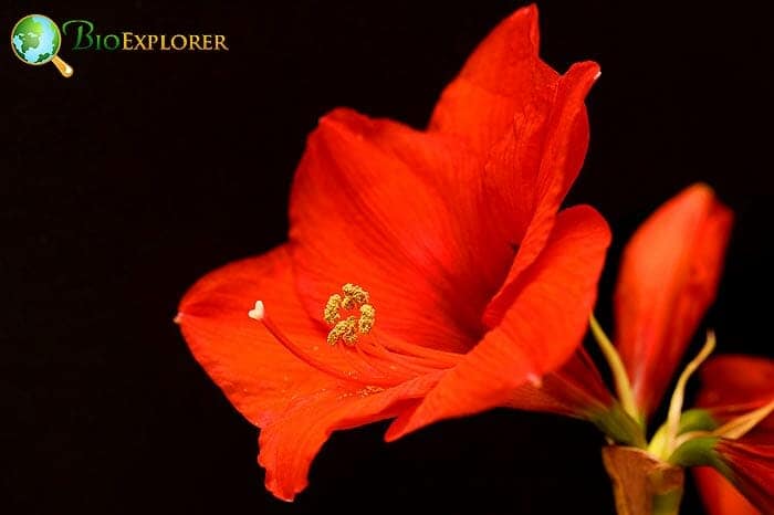 Amaryllis Flower