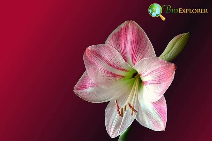 Amaryllis Trumpet Flower