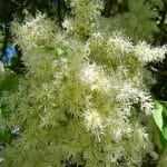 American Ash Tree Flowers