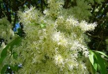 American Ash Tree Flowers