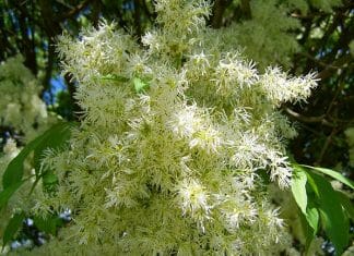 American Ash Tree Flowers