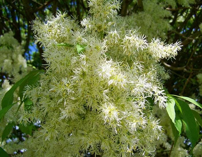 American Ash Tree Flowers