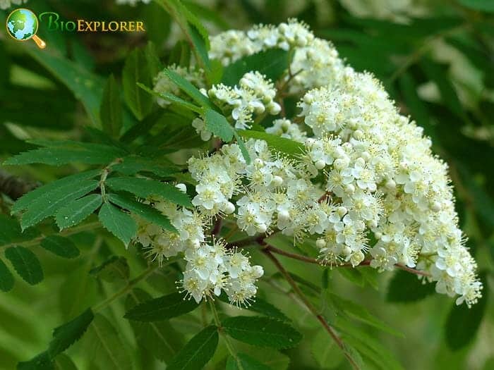 American Ash Tree