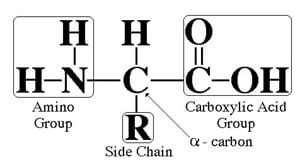 Basic Amino Acid Structure