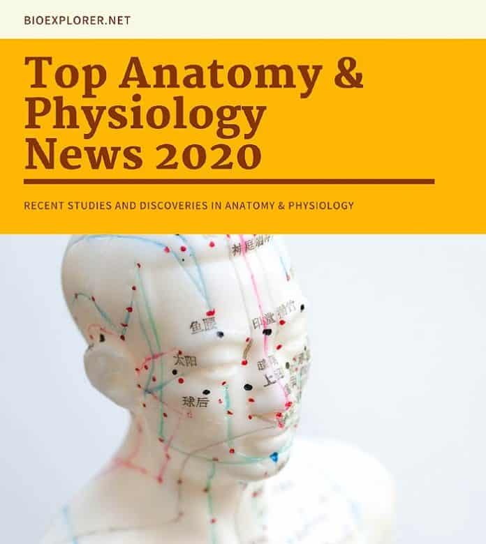 Anatomy News 2020