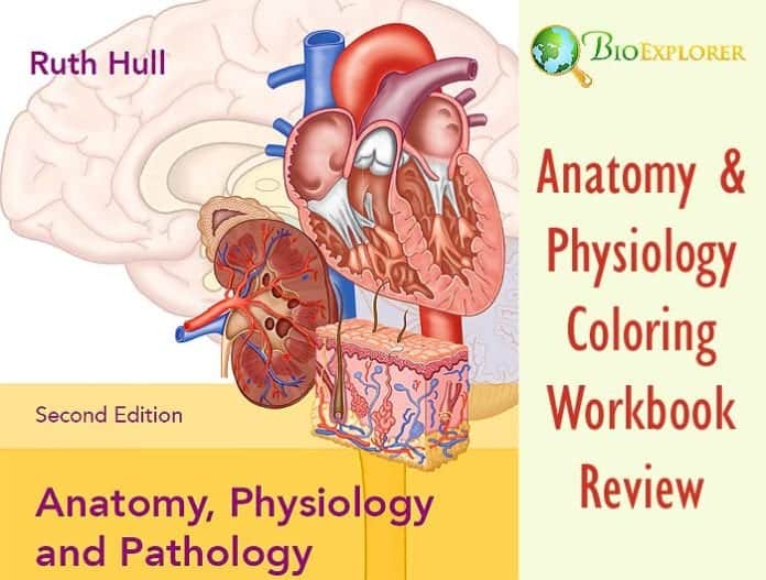 Best Anatomy and Physiology Coloring Workbook Review