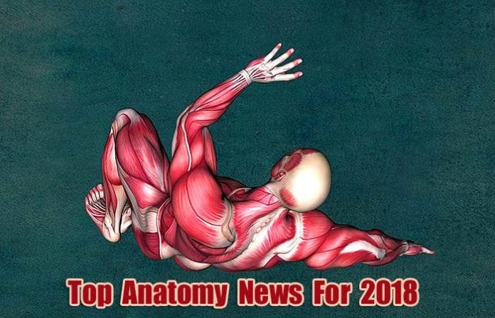 Top Anatomy News in 2018