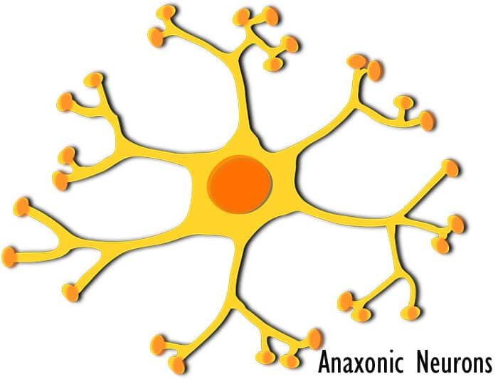 Anaxonic Neuron Diagram