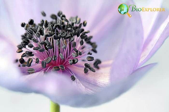 close-up of anemone flower