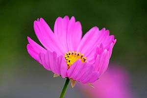 Cosmos Flower