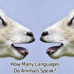 Animal Languages