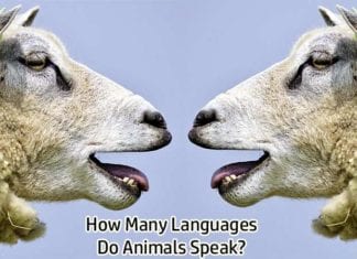 Animal Languages