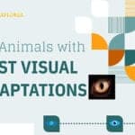 Animals With Best Eyesight