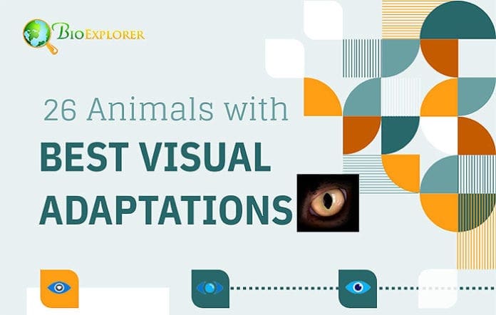 Animals With Best Eyesight