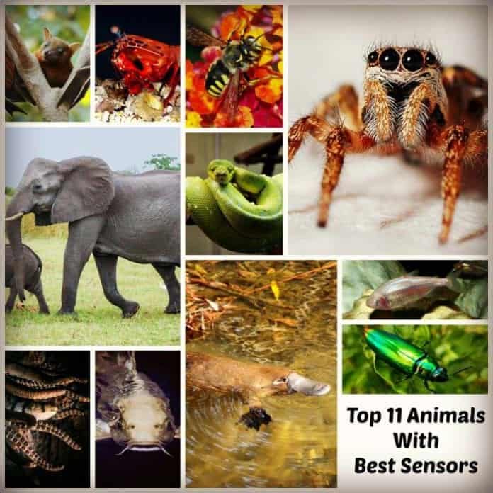 Animals with best sensors