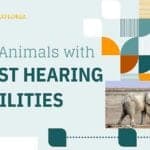 Animals with the Best Hearing