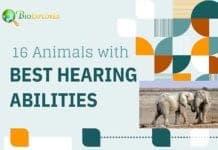 Animals with the Best Hearing