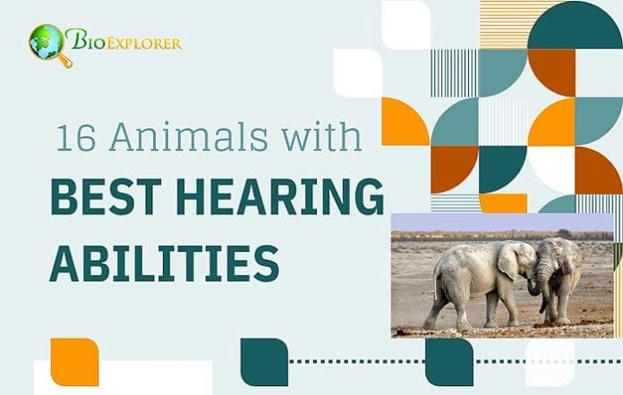 Animals with the Best Hearing