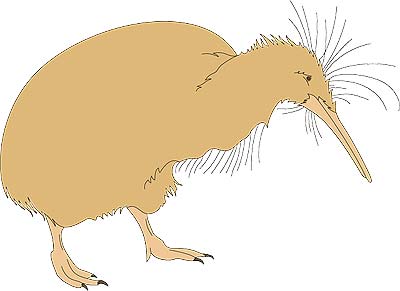 Apterygiformes Characteristics