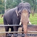 Are Elephants Endangered?