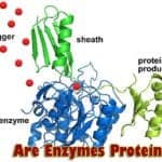 Are Enzymes Proteins?