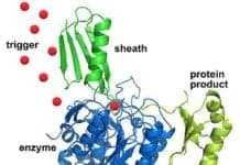 Are Enzymes Proteins?