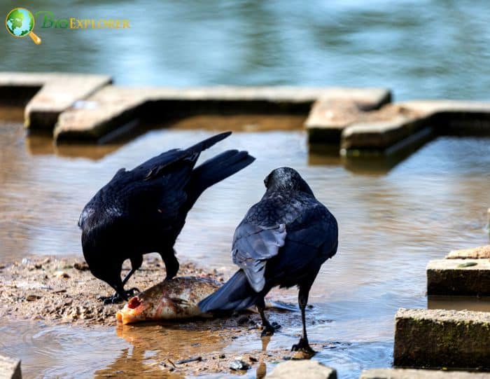 are fish crows endangered?