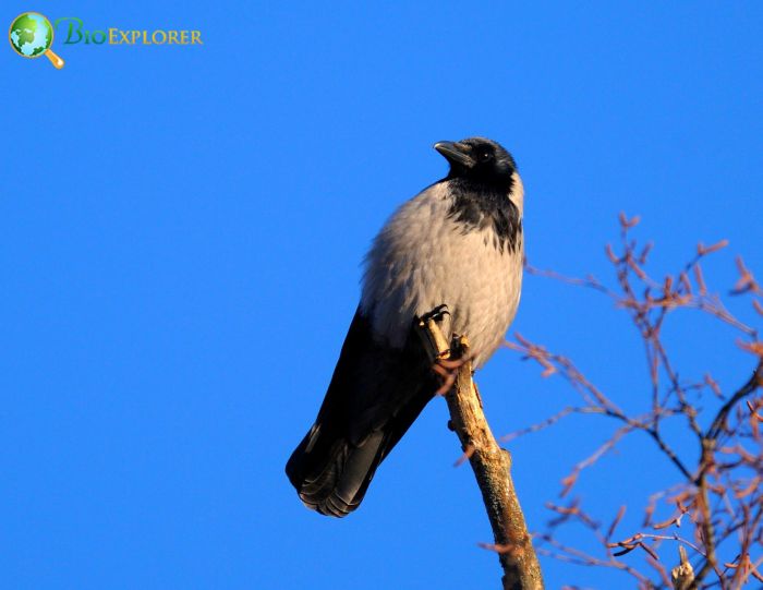 are hooded crows endangered?