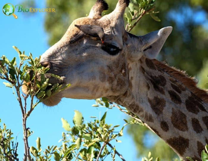 are oxpeckers parasitic or mutualistic?