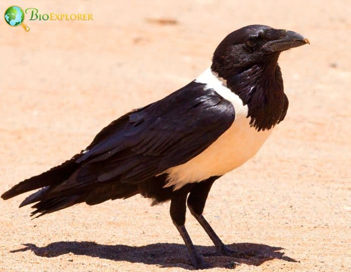 Are pied crows rare?