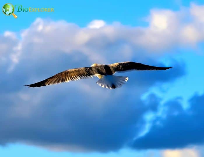 are sooty terns endangered?